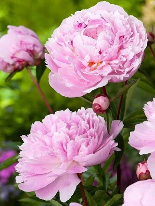Piwonia sarah bernhardt