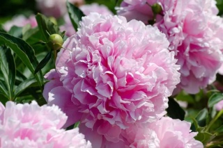 Piwonia sarah bernhardt