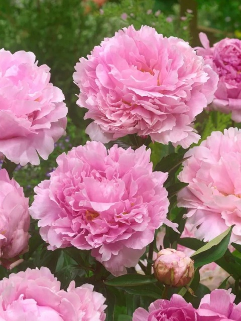 Piwonia sarah bernhardt