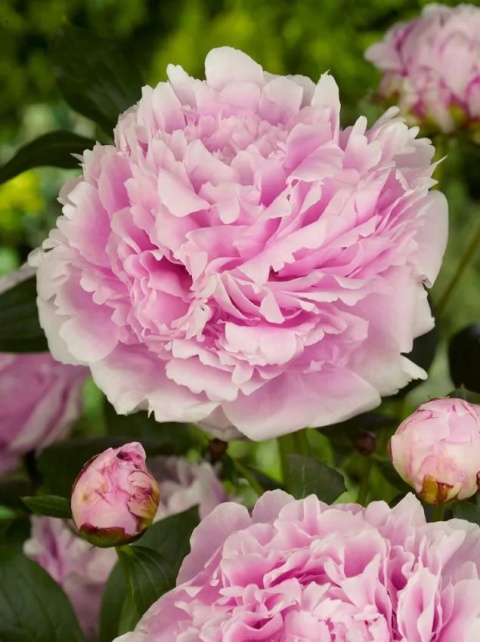 Piwonia sarah bernhardt