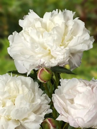 Piwonia shirley temple