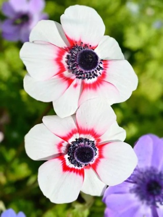 Zawilec Bicolor
