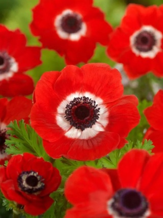 Zawilec Hollandia coronaria