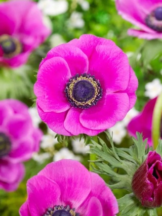 Zawilec Sylphide coronaria