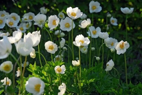 Zawilec The bride coronaria