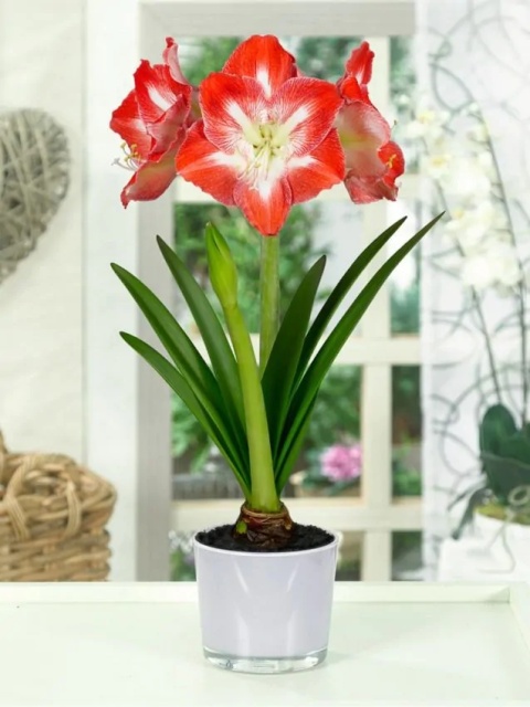 Amarylis Minerva gestreept