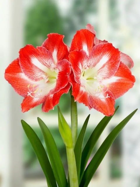 Amarylis Minerva gestreept