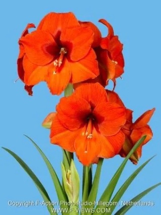 Amarylis Orange souvereign