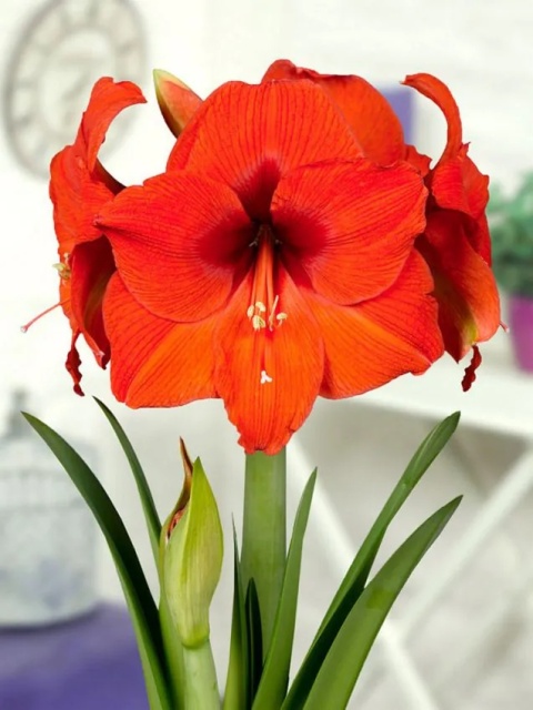 Amarylis Orange souvereign