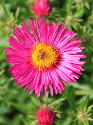 Aster andenken an alma potschke n.a.