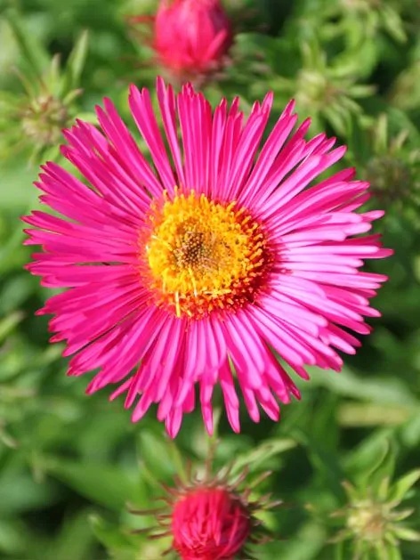 Aster andenken an alma potschke n.a.