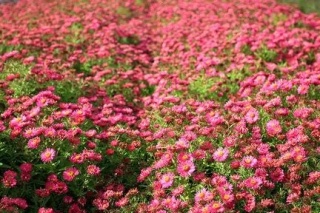 Aster andenken an alma potschke n.a.