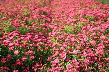 Aster andenken an alma potschke n.a.