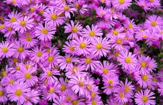 Aster dumosos alice haslam