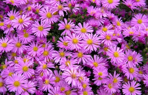 Aster dumosos alice haslam