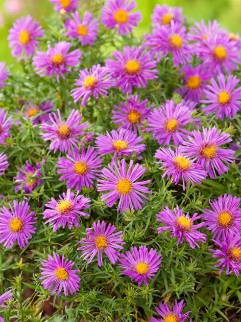 Aster dumosos alice haslam