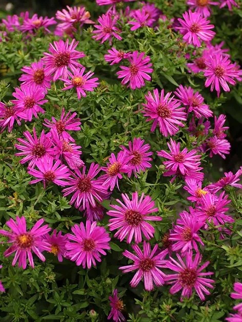 Aster dumosus jenny