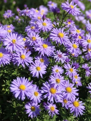 Aster dumosus lady in blue