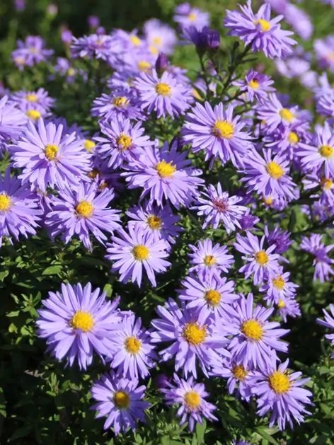 Aster dumosus lady in blue