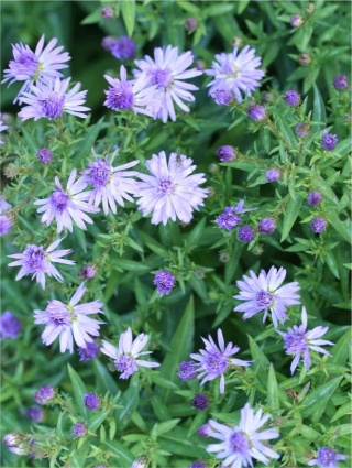 Aster dumosus mittelmeer