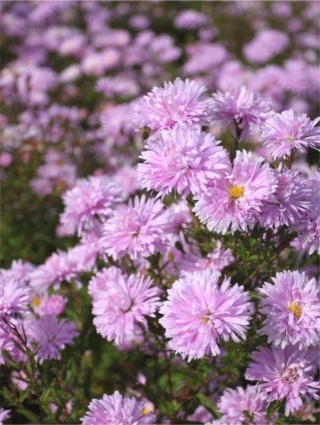Aster fellowship n.b.