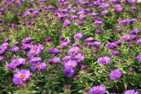 Aster novi-angliae purple dome
