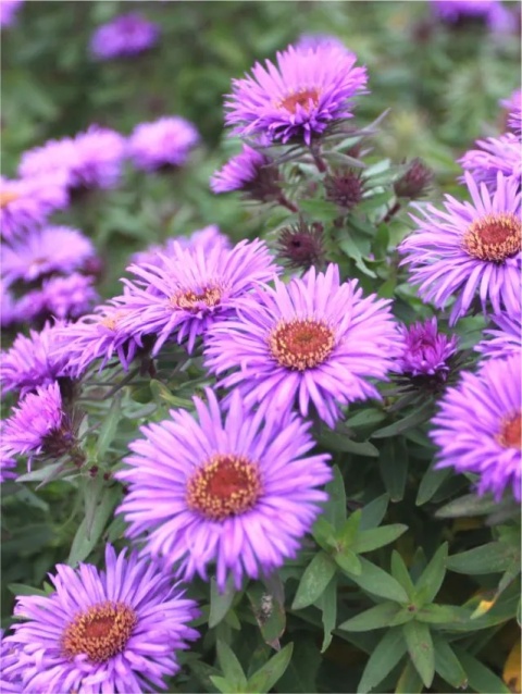 Aster novi-angliae purple dome