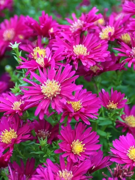 Aster novi-belgii crimson brocade