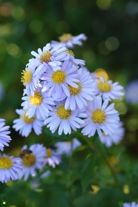 Aster novi-belgii milka