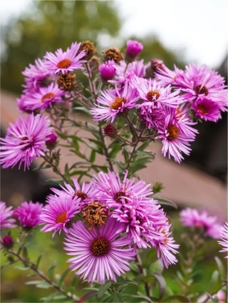 Aster novi-belgii sarah ballard