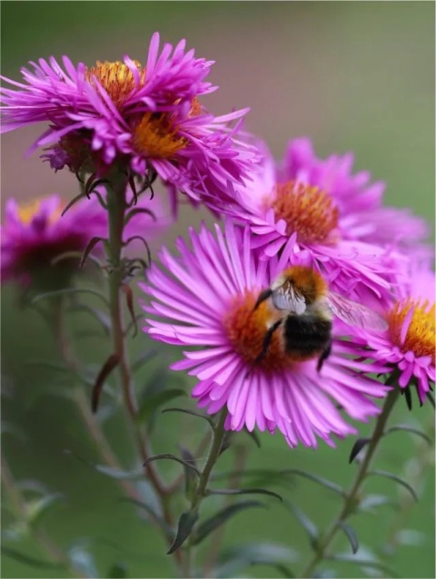 Aster novi-belgii sarah ballard