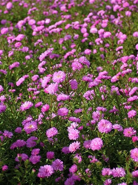 Aster novi-belgii sarah ballard