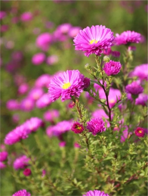 Aster novi-belgii sarah ballard