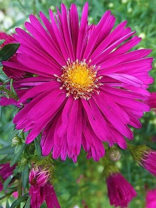 Aster novi-belgii winston churchill