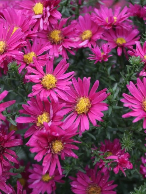 Aster royal ruby n.b.