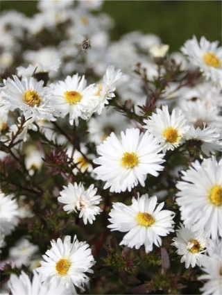 Aster white ladies n.b.