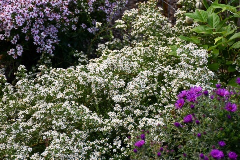 Aster white ladies n.b.