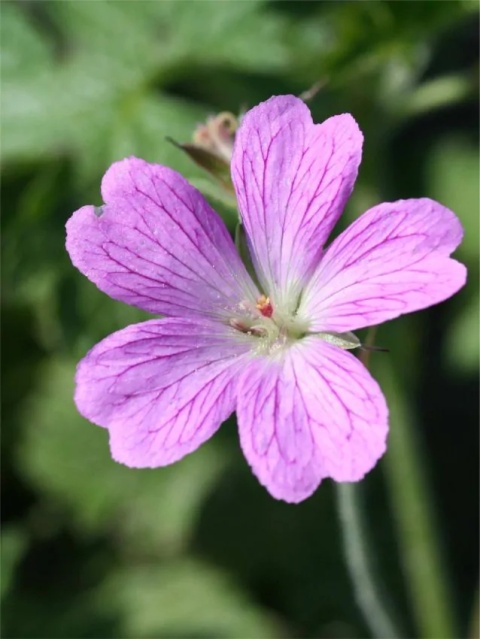Bodziszek a.t. johnson oxonianum