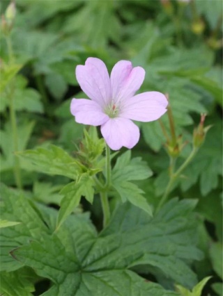 Bodziszek a.t. johnson oxonianum