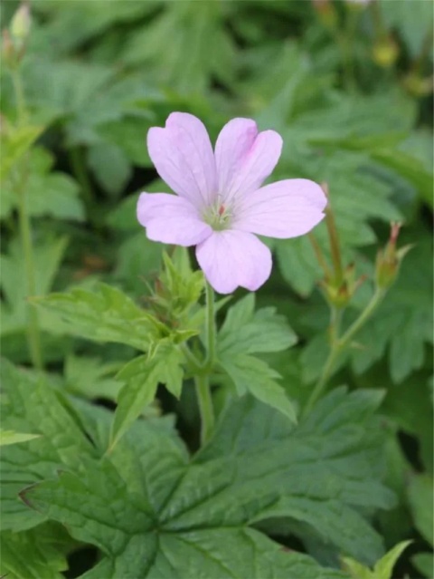 Bodziszek a.t. johnson oxonianum