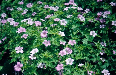 Bodziszek a.t. johnson oxonianum