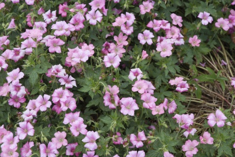 Bodziszek a.t. johnson oxonianum