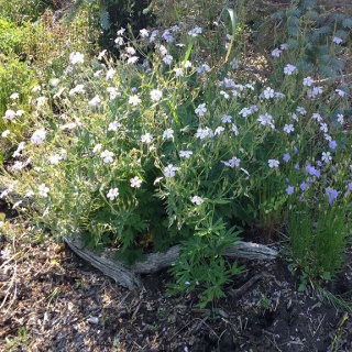 Bodziszek album maculatum