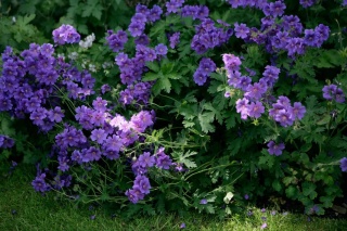 Bodziszek baby blue himalayense