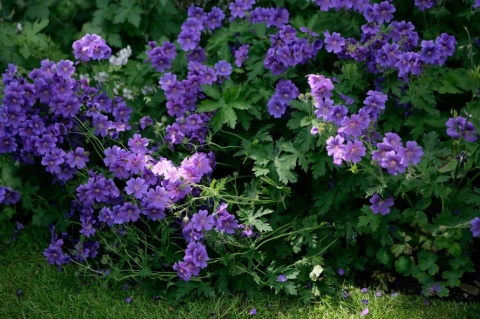 Bodziszek baby blue himalayense