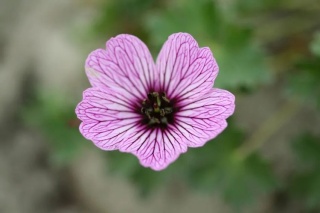 Bodziszek ballerina cinereum