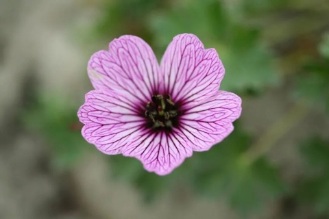 Bodziszek ballerina cinereum