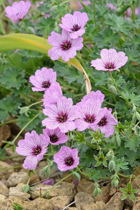 Bodziszek ballerina cinereum