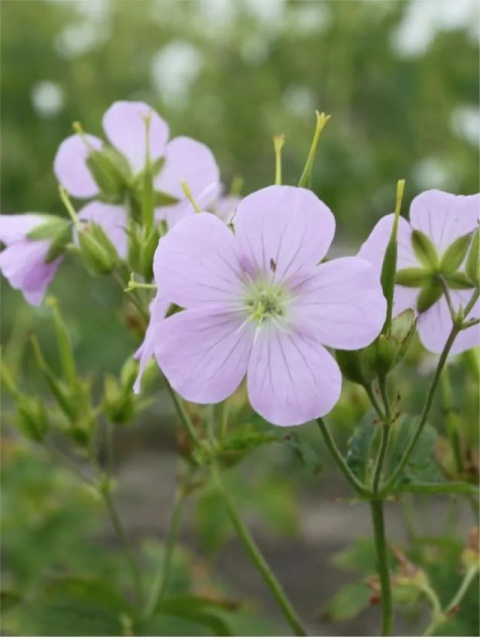 Bodziszek chatto maculatum