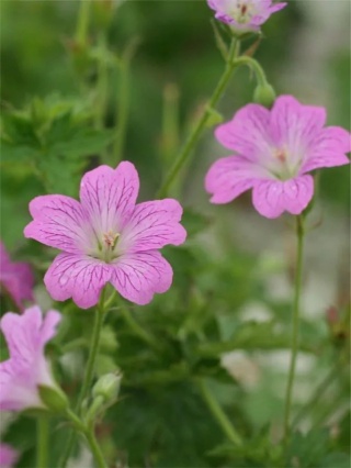 Bodziszek claridge druce oxonianum